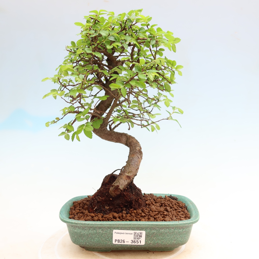 Kamerbonsai - Ulmus parvifolia - Winteriep