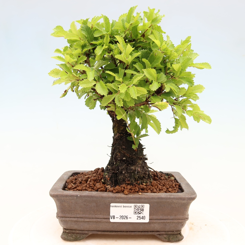 Bonsai voor buiten - Zelkova - Zelkova NIRE
