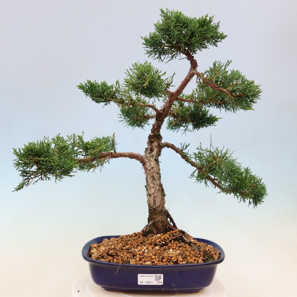 Bonsai voor buiten - Juniperus chinensis Kishu