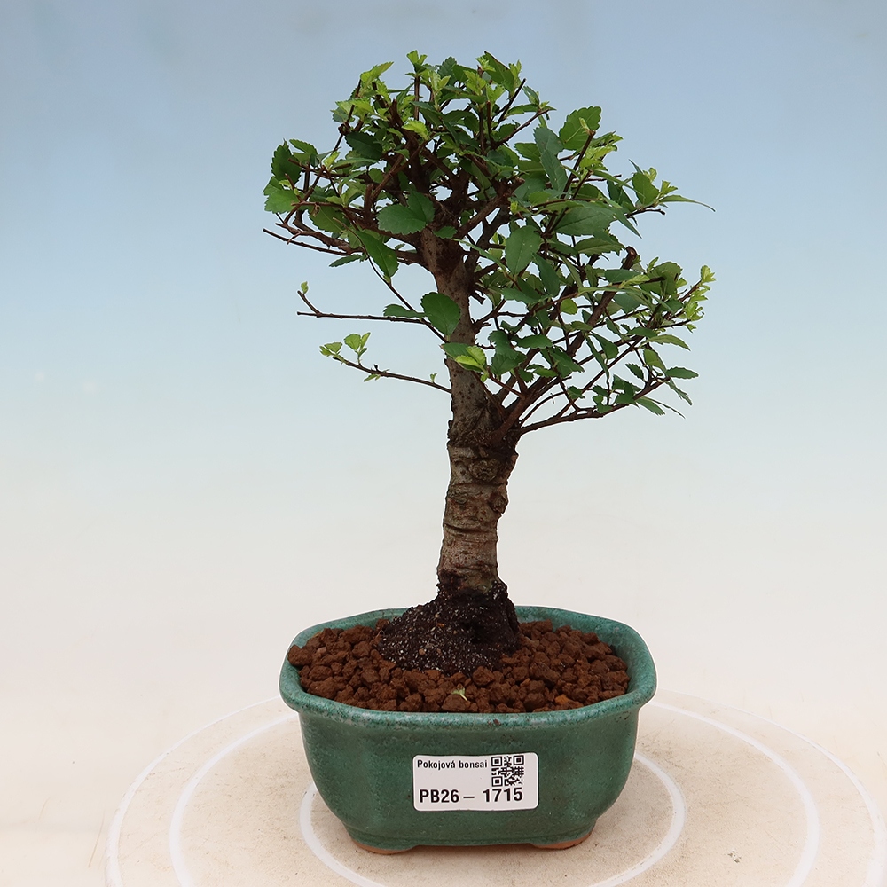 Kamerbonsai - Ulmus parvifolia - Winteriep