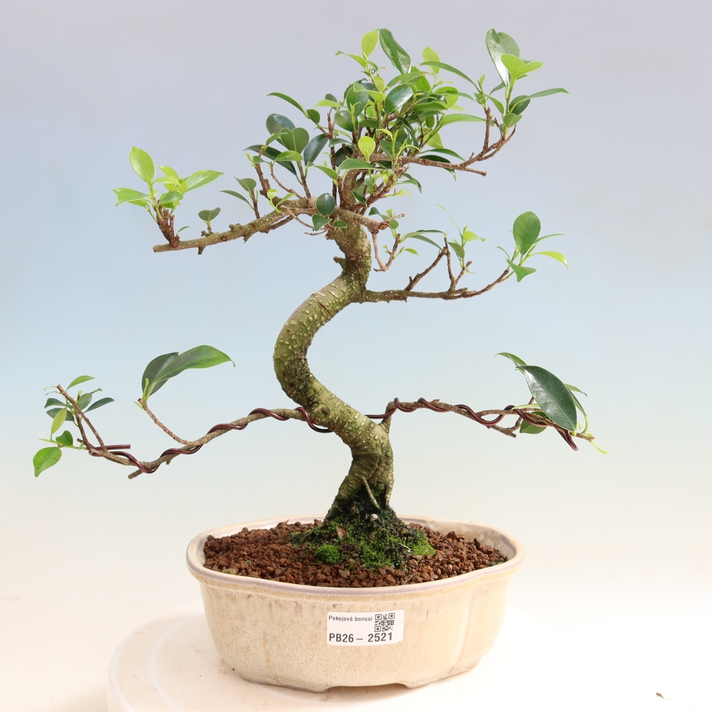 Kamerbonsai - Ficus retusa - kleinbladige ficus