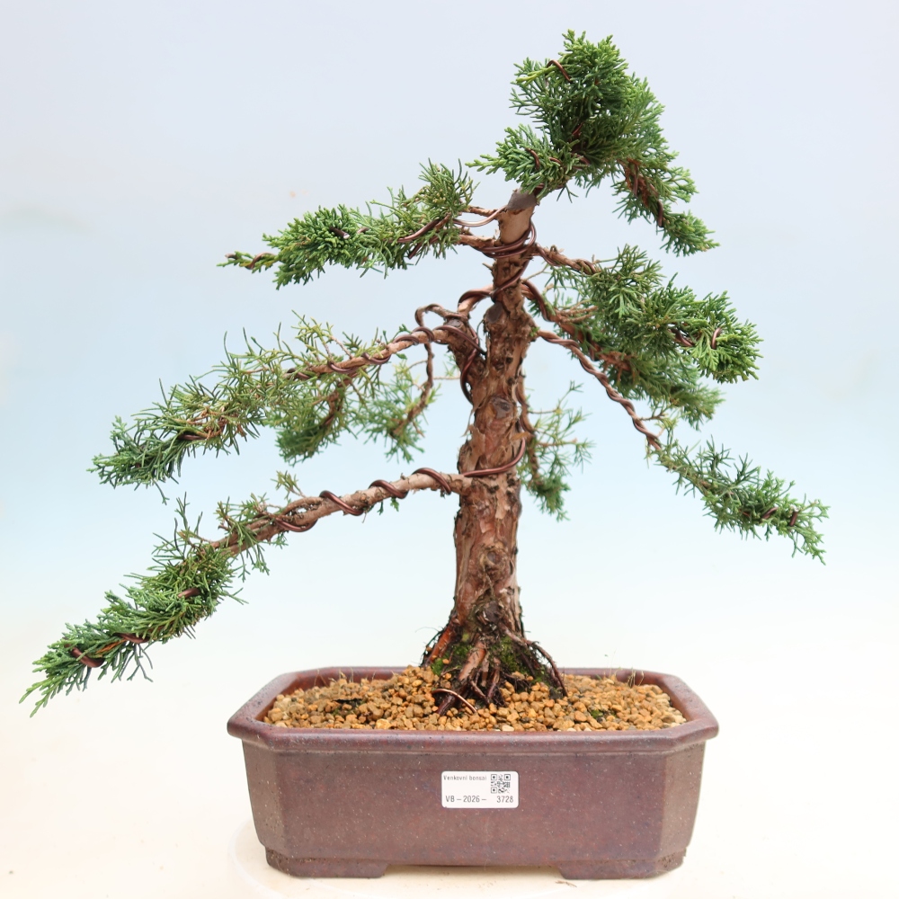 Bonsai voor buiten - Juniperus chinensis Kishu