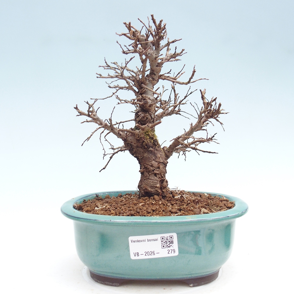 Bonsai voor buiten - Zelkova - Zelkova NIRE