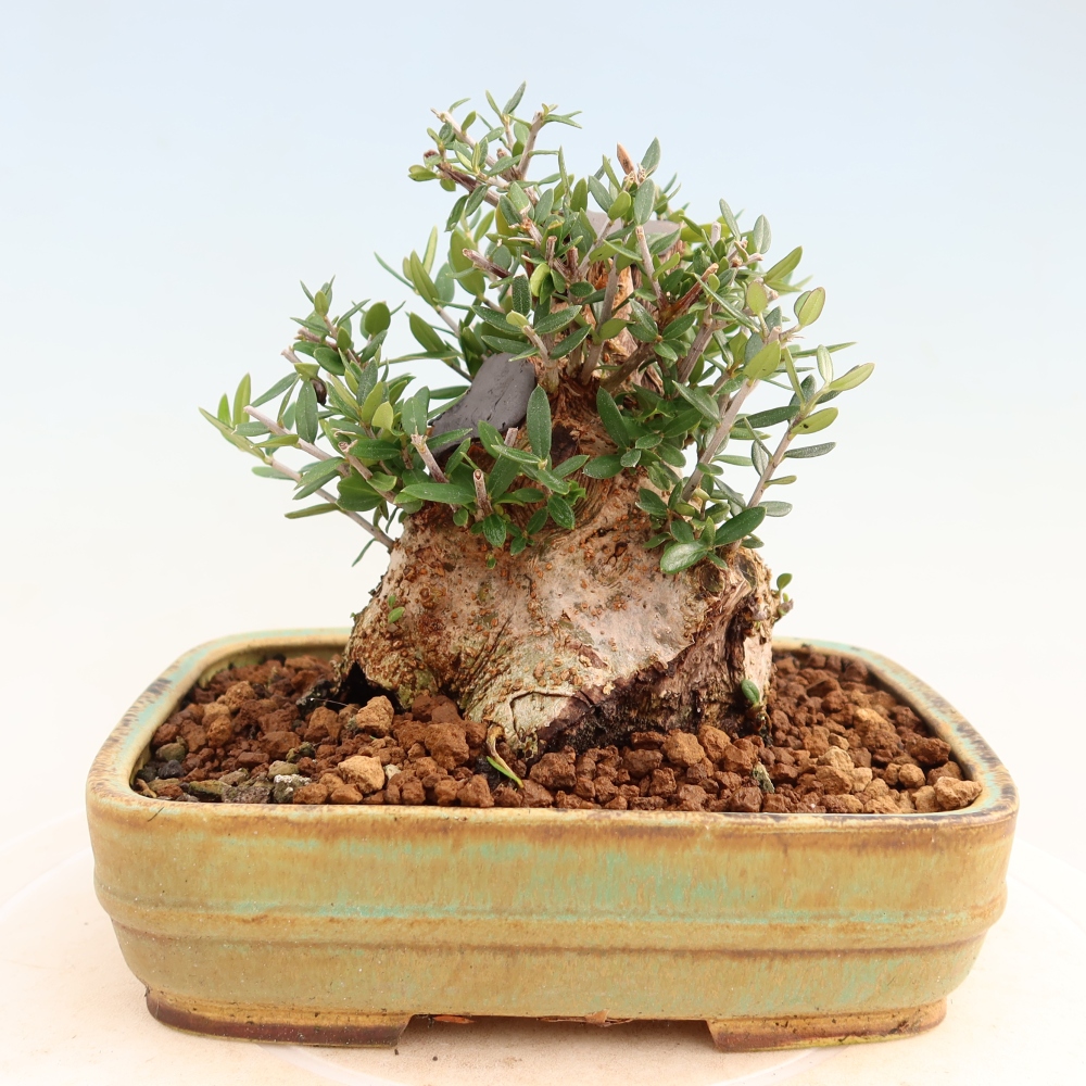 Bonsai voor binnen - Olea europaea sylvestris