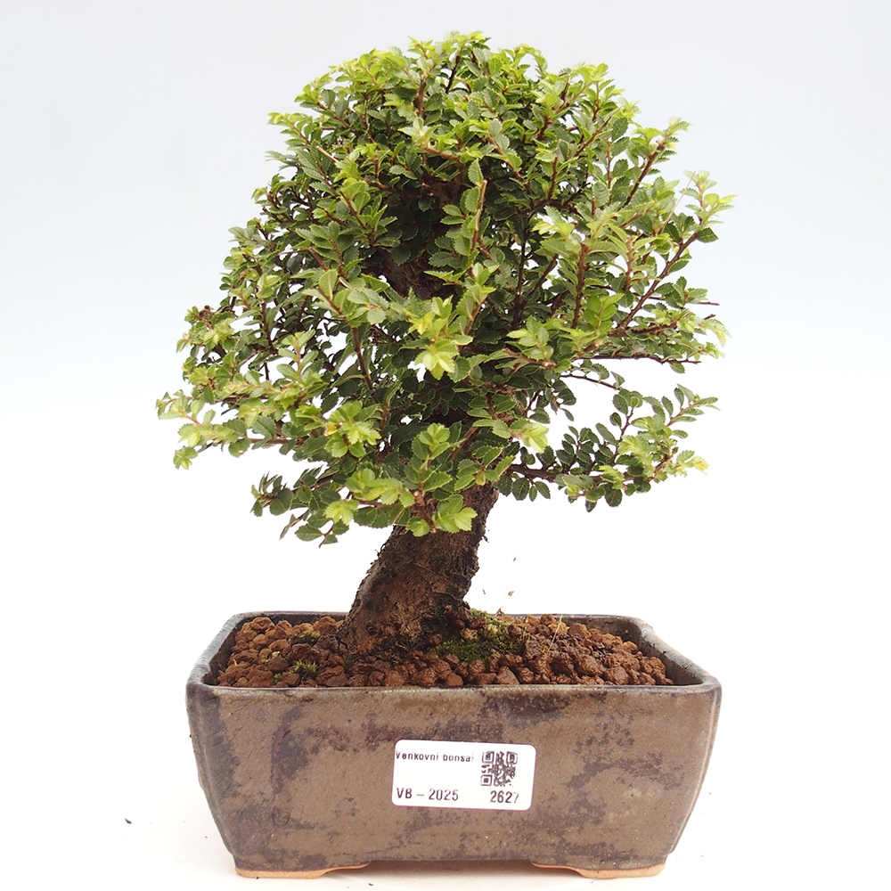 Bonsai voor buiten - Ulmus parvifolia Hokkaido - Chinese iep