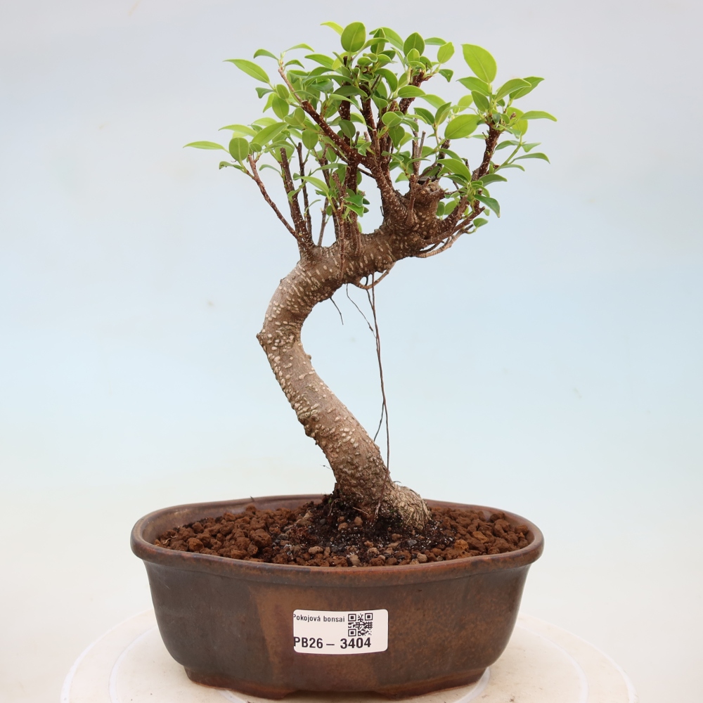 Kamerbonsai - Ficus kimmen - kleinbladige ficus