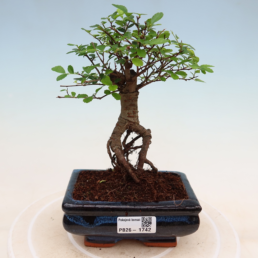Kamerbonsai - Ulmus parvifolia - Winteriep
