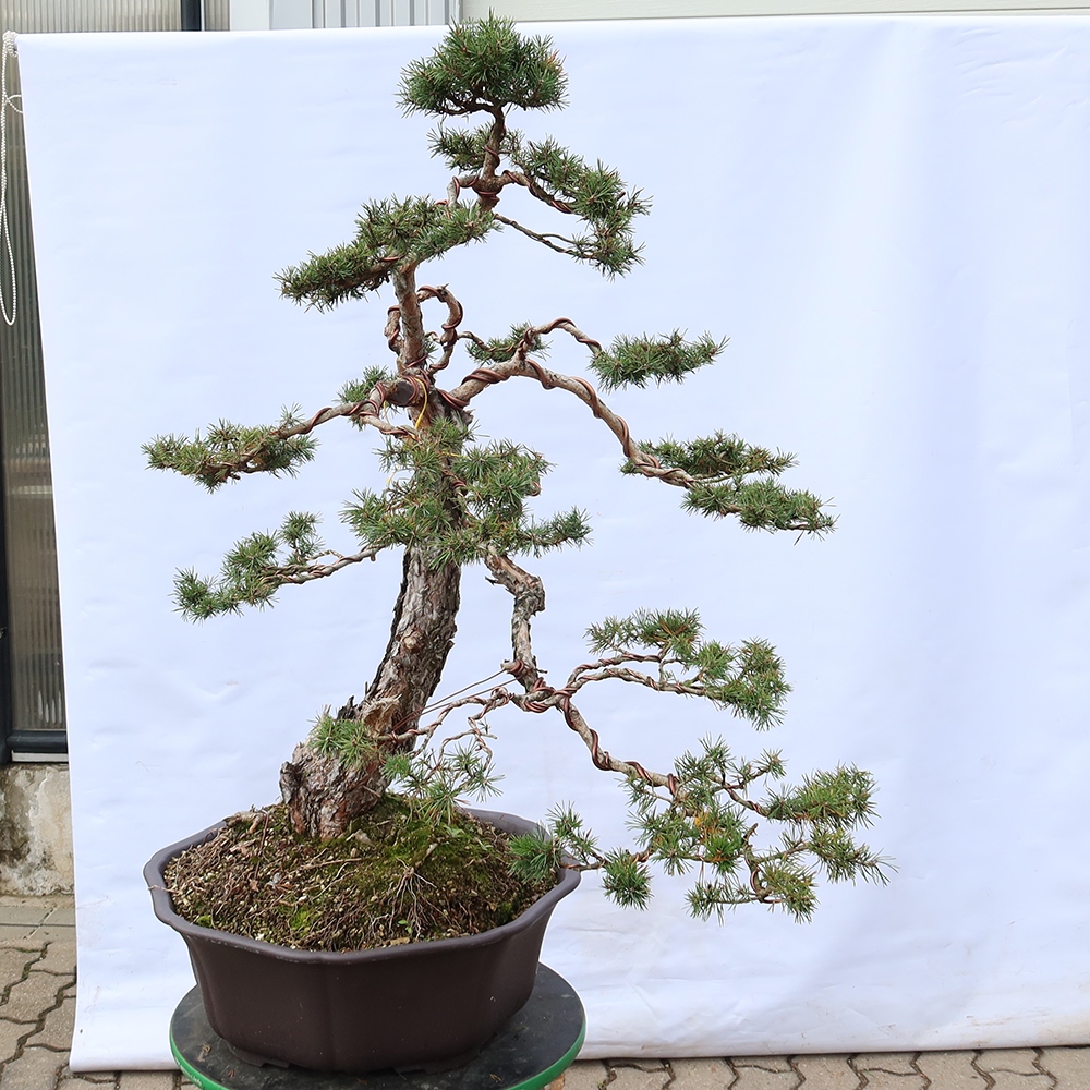 Pinus sylvestris Spanje - grove den