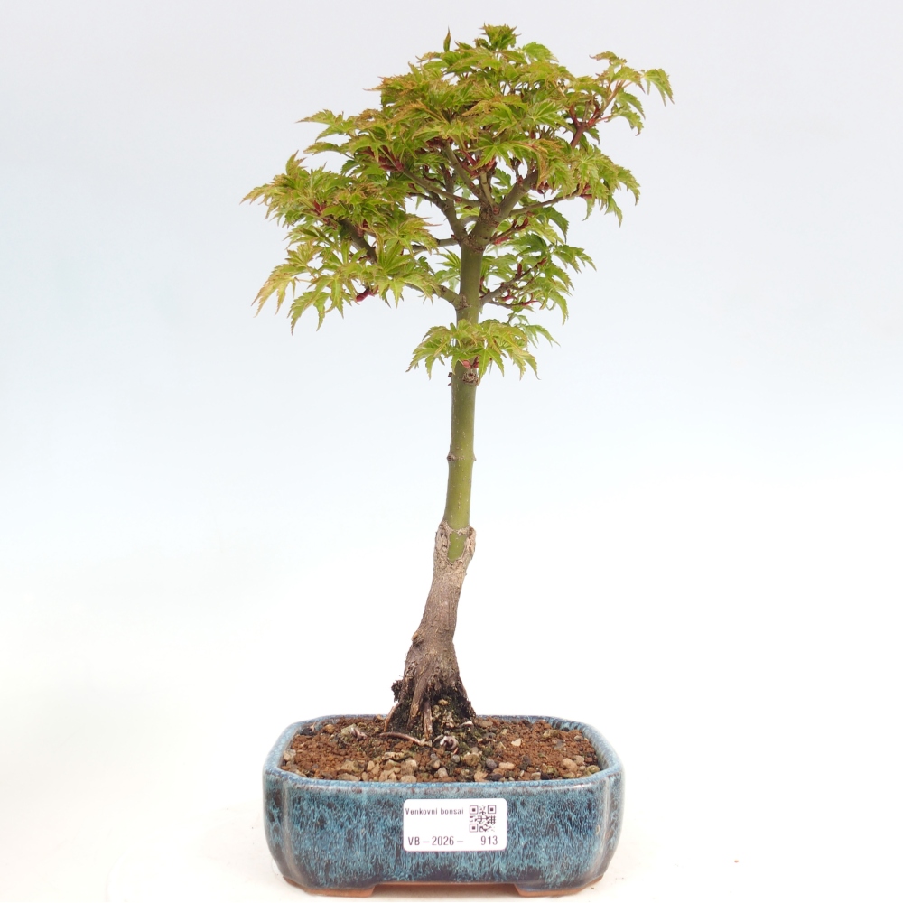 Bonsai voor buiten -Javor palm Acer palmatum Shishigashira