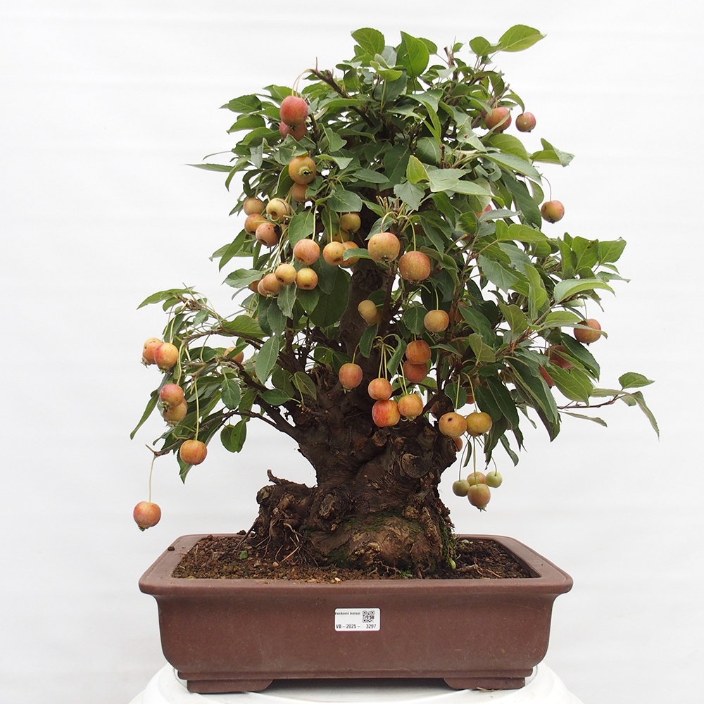 Bonsai voor buiten -Malus halliana - Appelboom met kleine vruchten