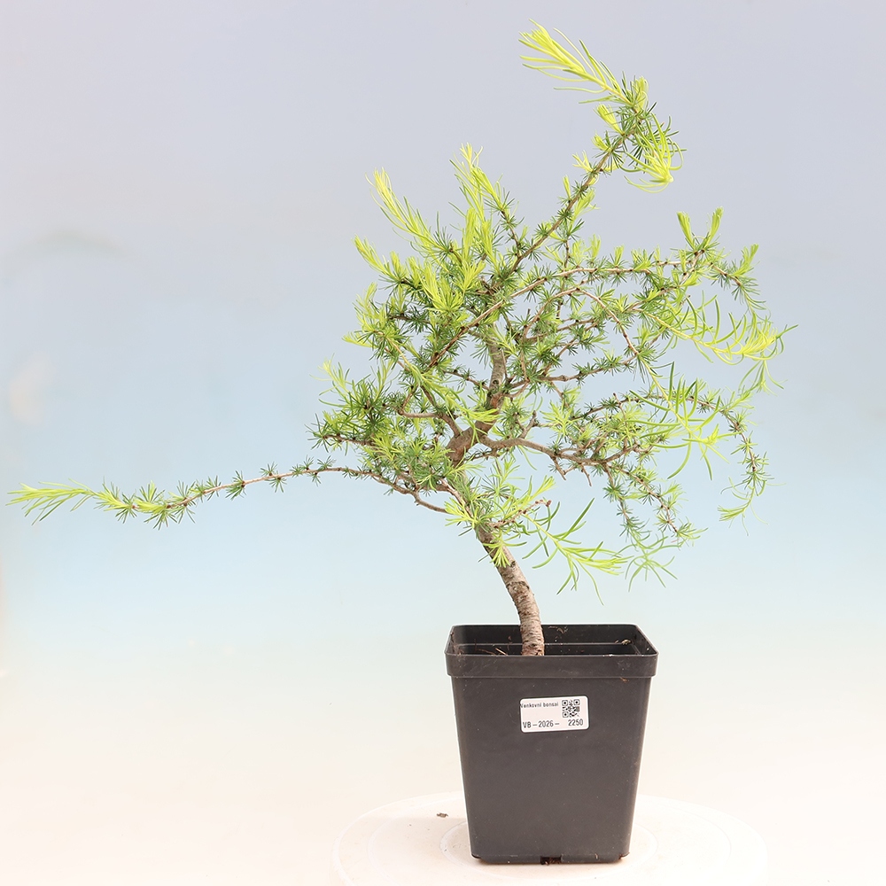 Bonsai voor buiten -Larix decidua - Lariks