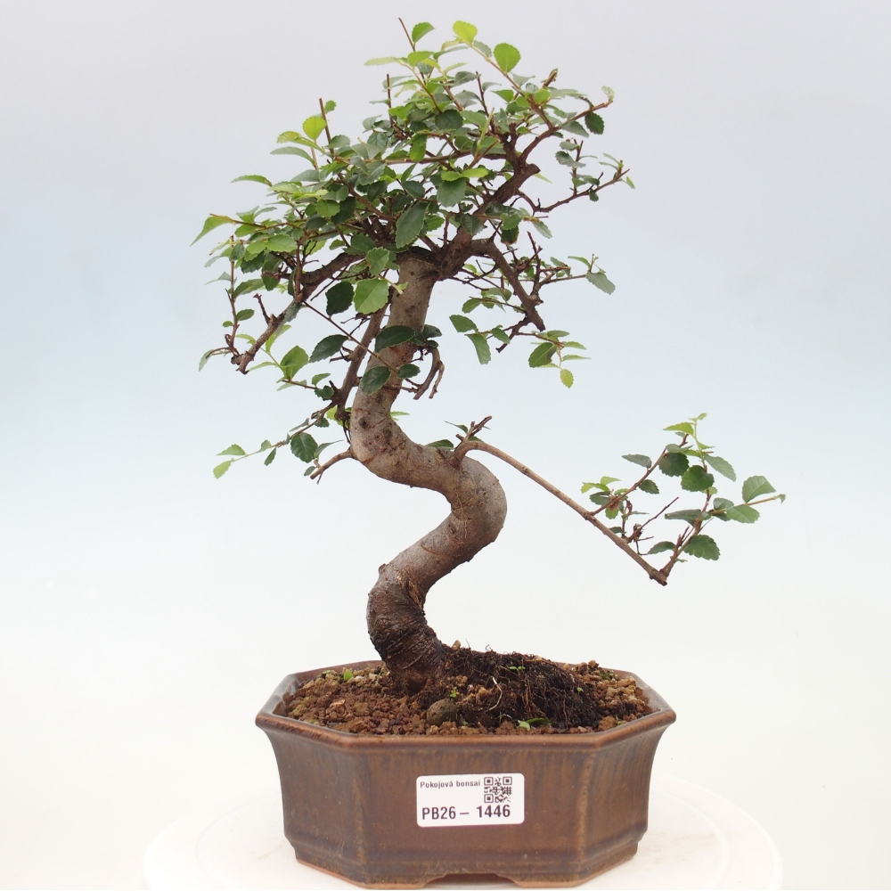 Kamerbonsai - Ulmus parvifolia - Winteriep