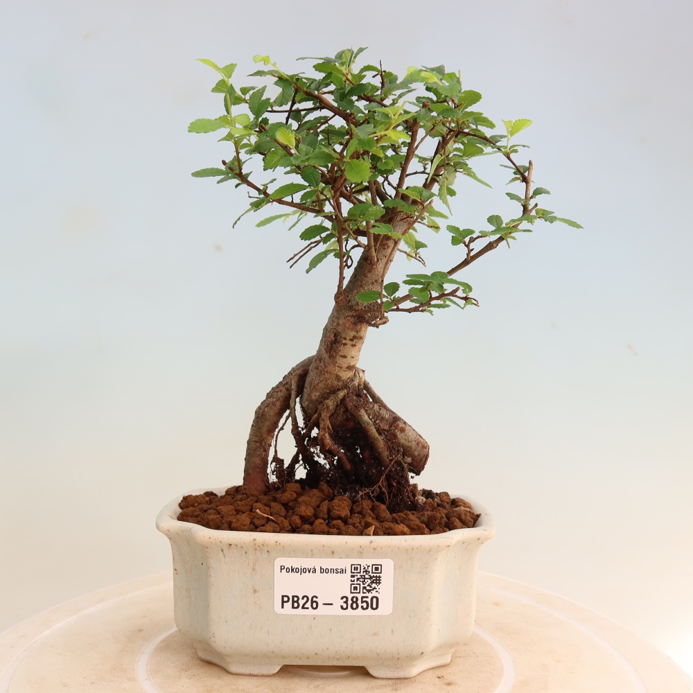 Kamerbonsai - Ulmus parvifolia - Winteriep