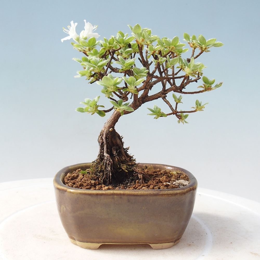 Bonsai voor buiten - Rhododendron indicum - Japanse azalea