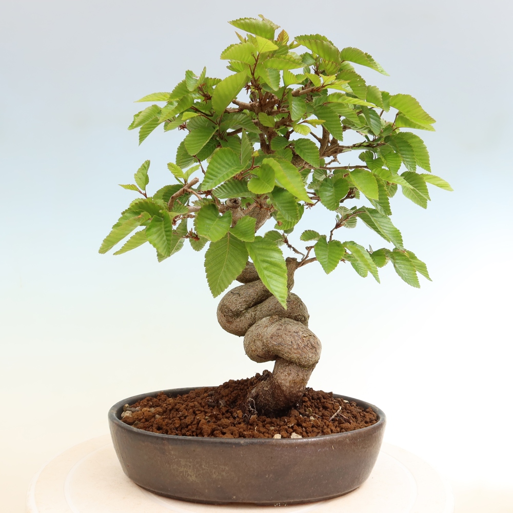 Bonsai voor buiten -Carpinus Coreana - Koreaanse haagbeuk