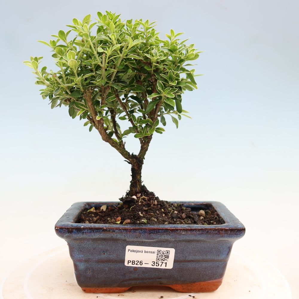 Kamerbonsai - Serissa foetida Variegata - Boom van duizend sterren