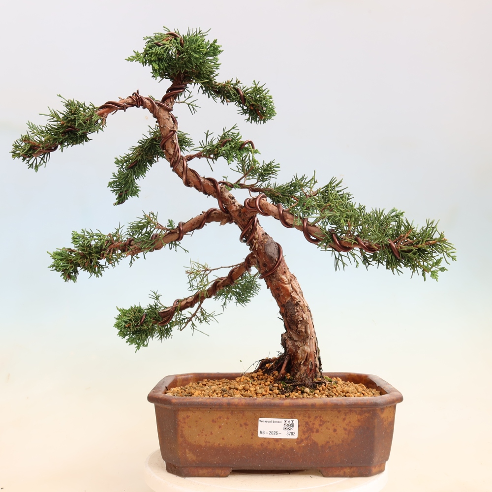 Bonsai voor buiten - Juniperus chinensis Kishu