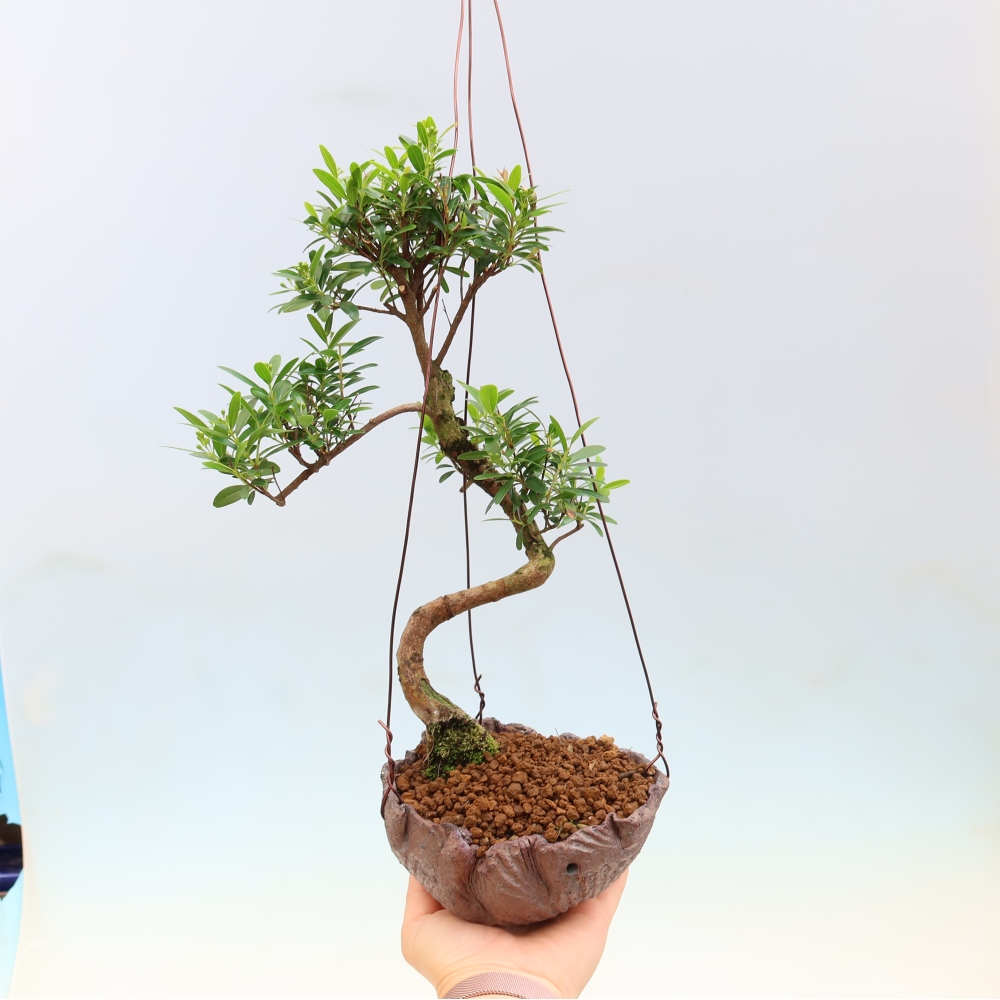 Kokedama in keramiek -Syzygium - Pimentboom