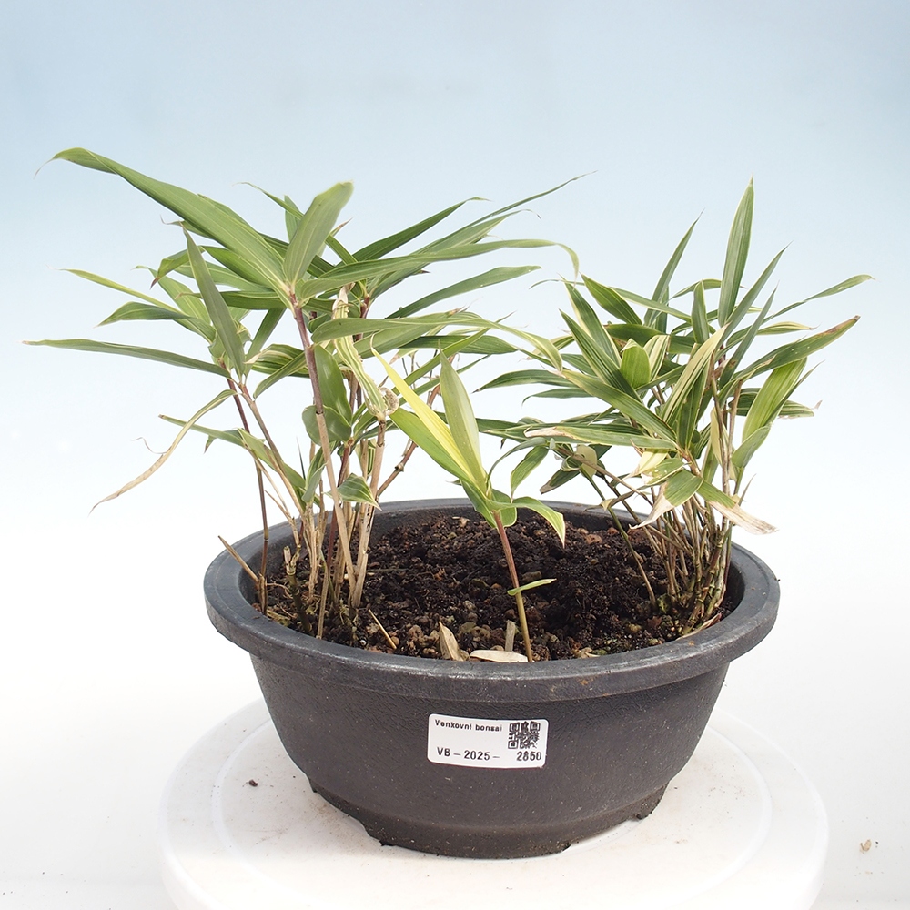 Bonsai voor buiten - Sasaella masamuneana Albostriata - Bamboe