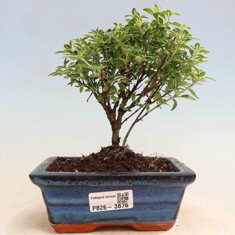Kamerbonsai - Serissa foetida Variegata - Boom van duizend sterren