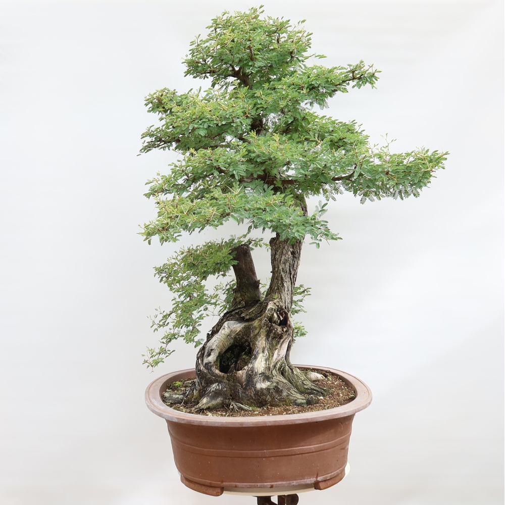 Kamerbonsai - Arabische acacia's