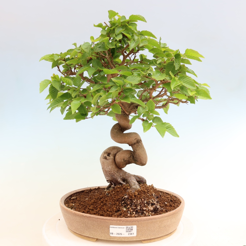 Bonsai voor buiten -Carpinus Coreana - Koreaanse haagbeuk