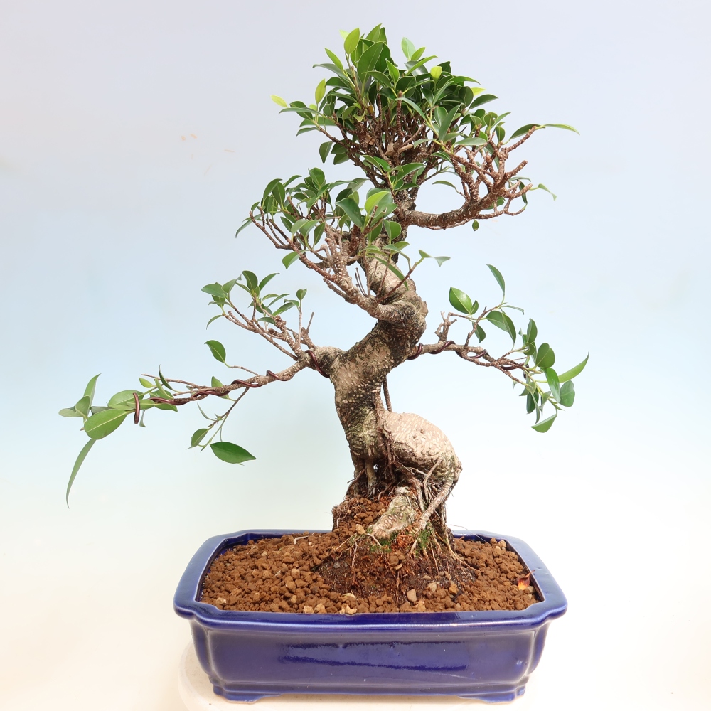 Kamerbonsai - Ficus kimmen - kleinbladige ficus