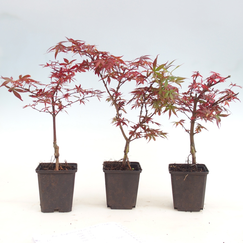 Bonsai voor buiten - Acer palmatum Berry Broom in container