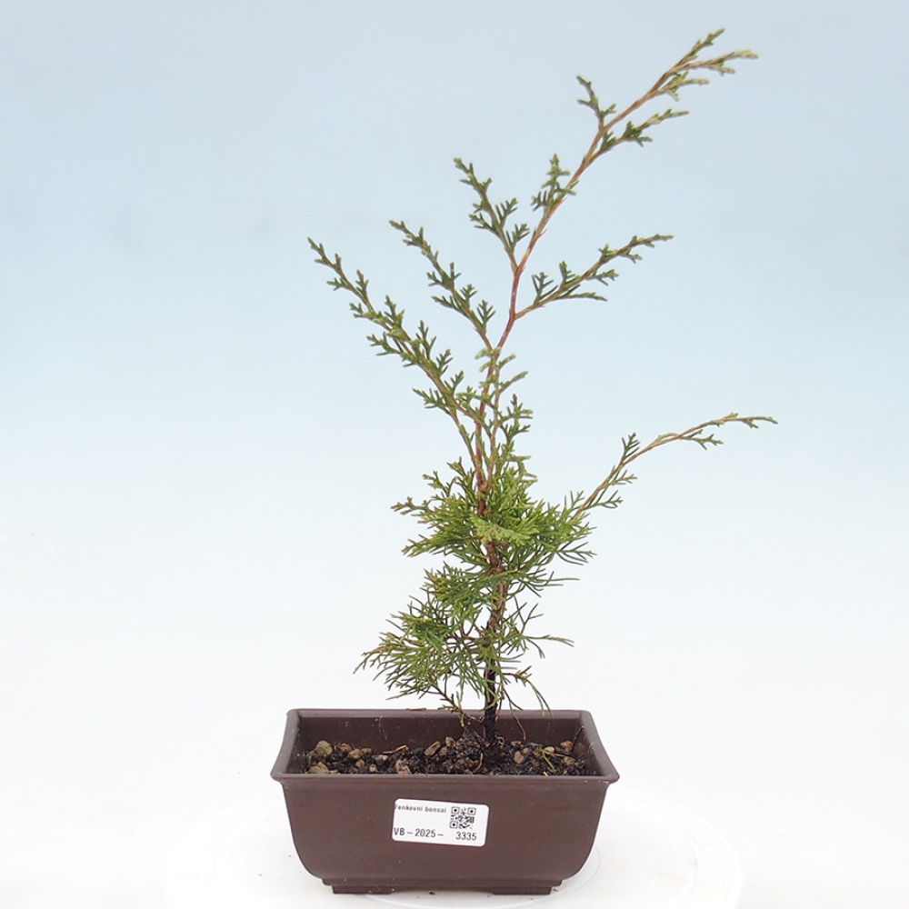 Bonsai voor buiten - Juniperus chinensis Itoigawa