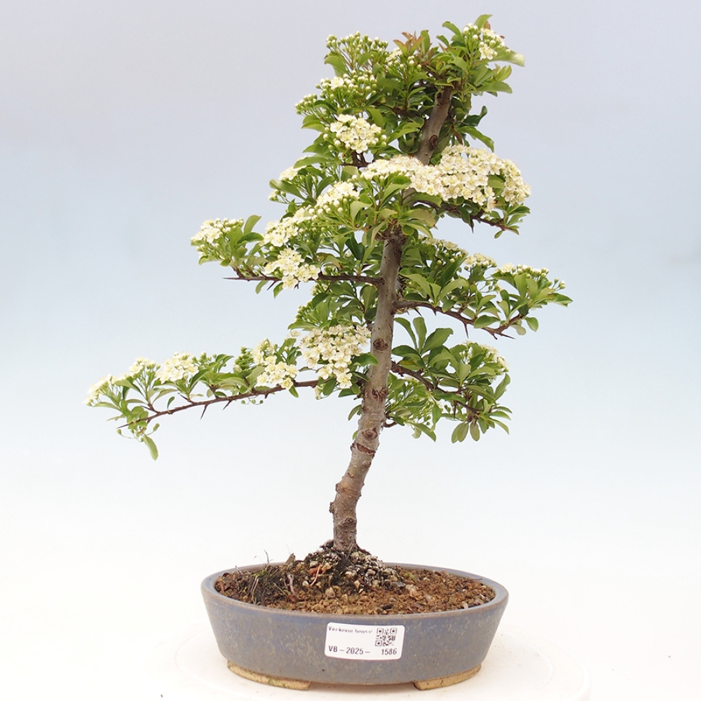 Bonsai-Pyracantha Teton voor buiten -Hlox