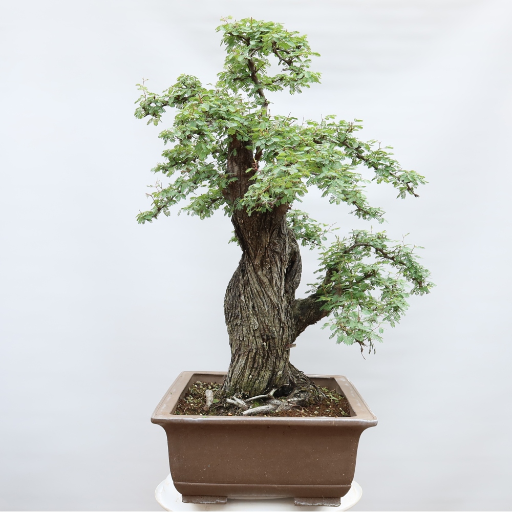 Kamerbonsai - Arabische acacia's