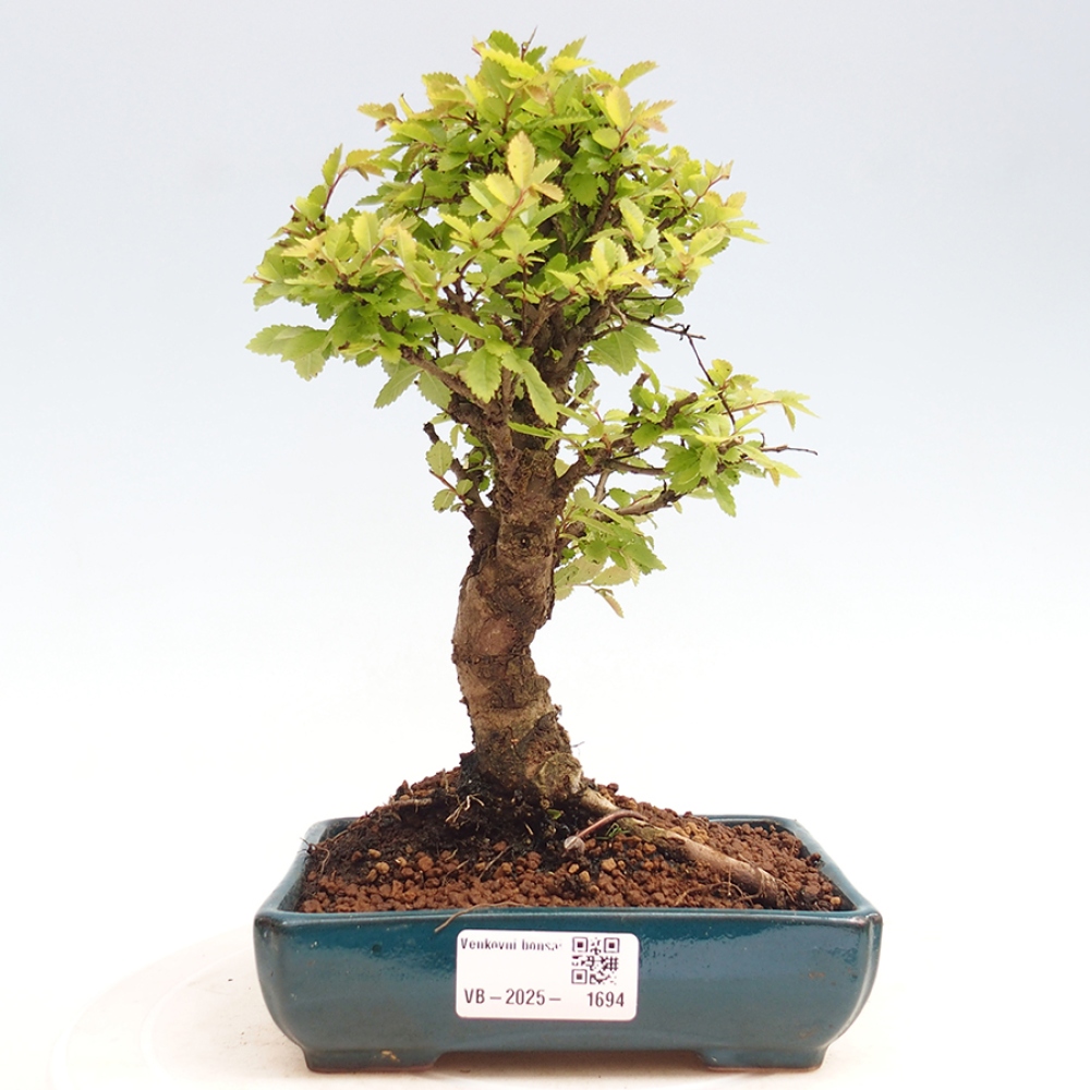 Bonsai voor buiten - Zelkova - Zelkova NIRE