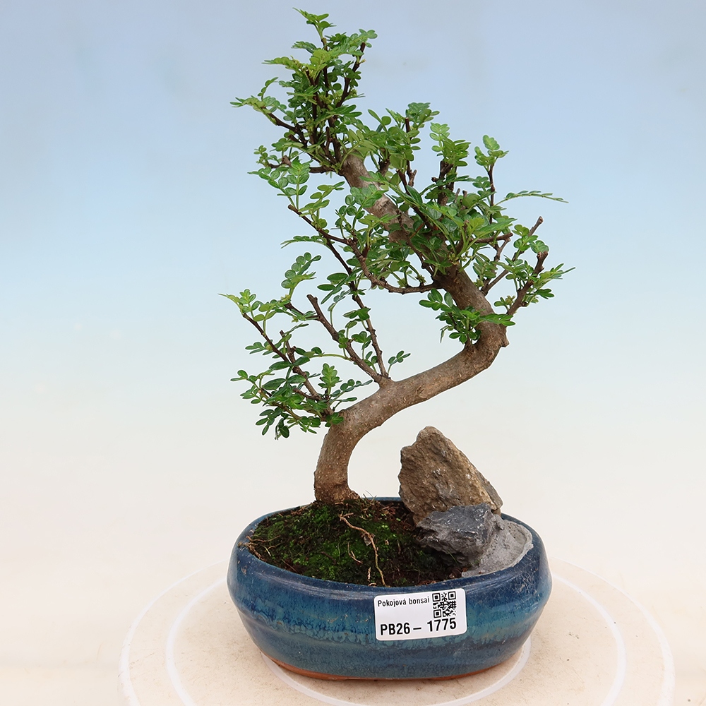 Kamerbonsai - Zantoxylum piperitum - peperboom
