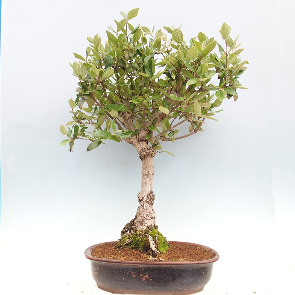 Bonsai voor buiten - Kalina Bodnanská - Viburum carlesii hemsi