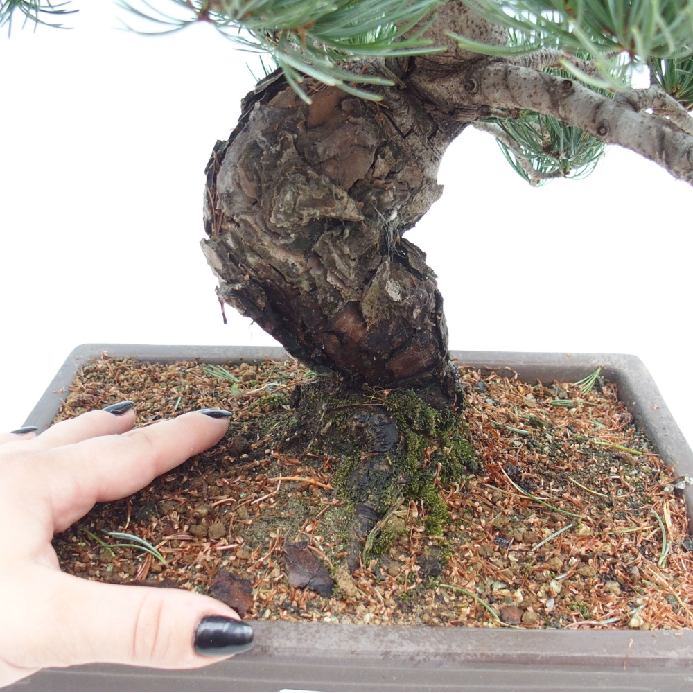 Bonsai voor buiten - Pinus parviflora - Pinus parviflora