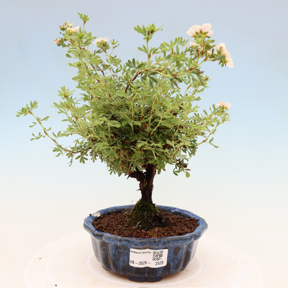 Bonsai voor buiten - Potentila fruticosa