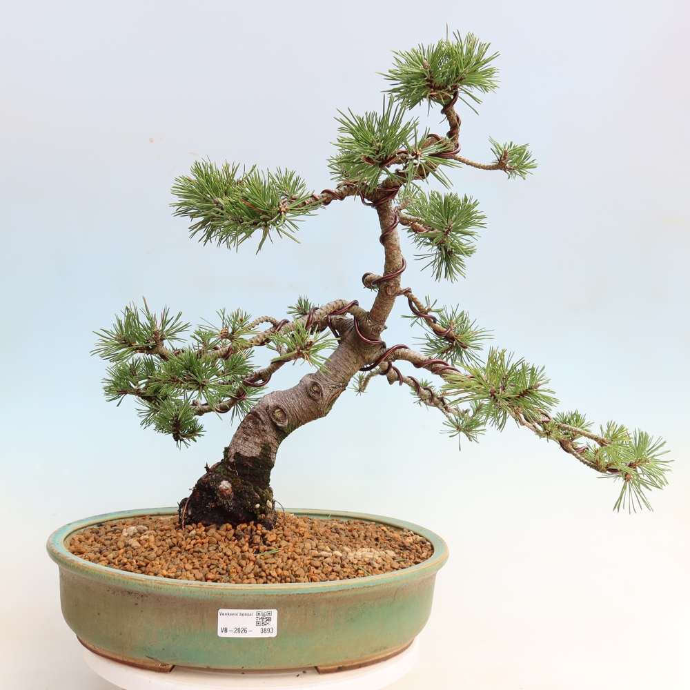 Bonsai voor buiten - Pinus mugo Humpy  - Bergden