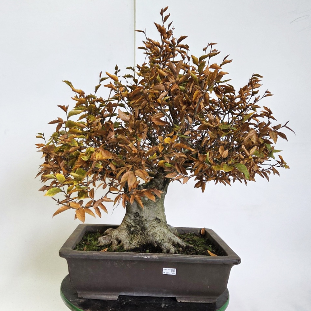 Bonsai voor buiten - Fagus crenata