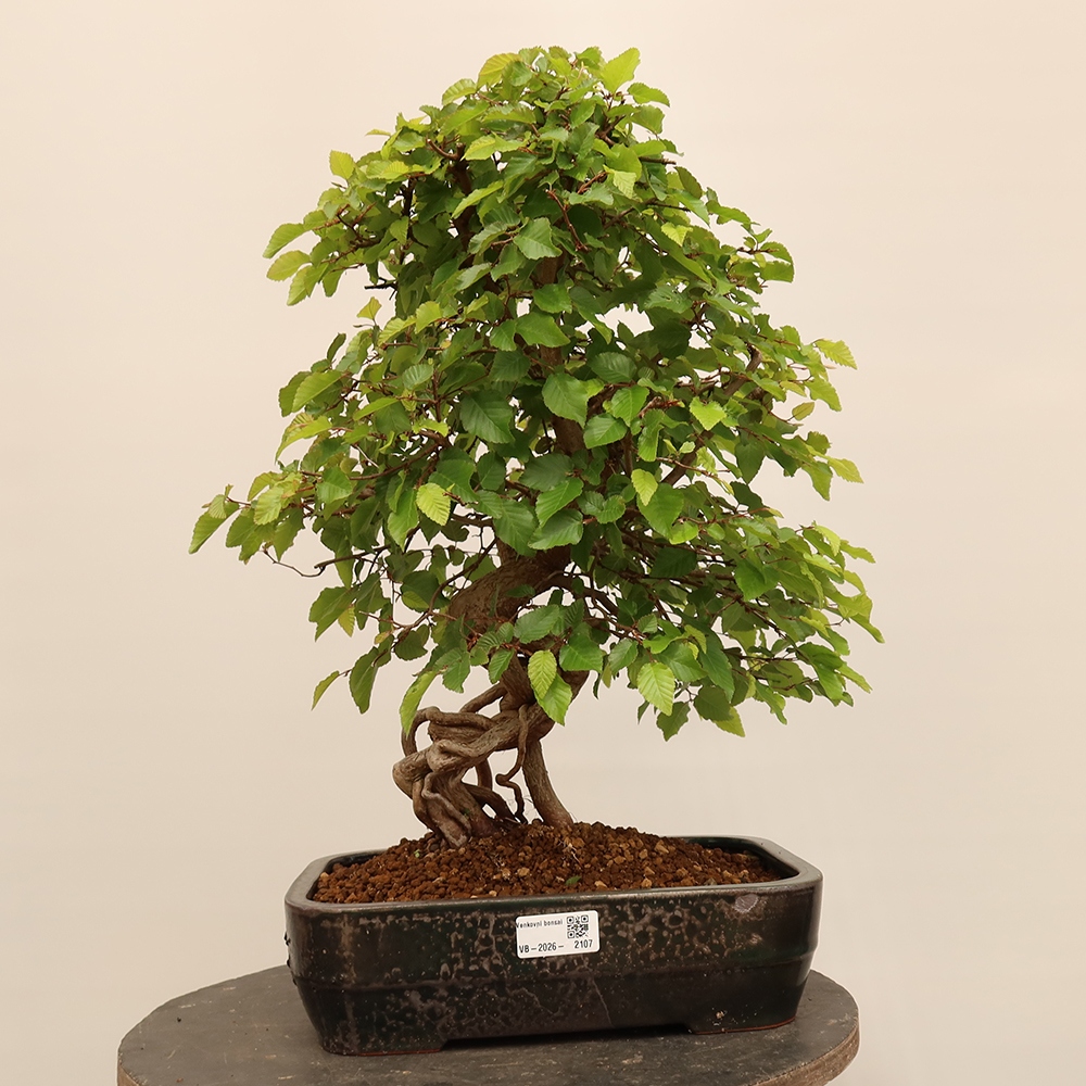 Bonsai voor buiten -Carpinus Coreana - Koreaanse haagbeuk