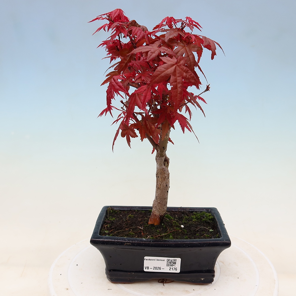Bonsai voor buiten - Acer palmatum DESHOJO