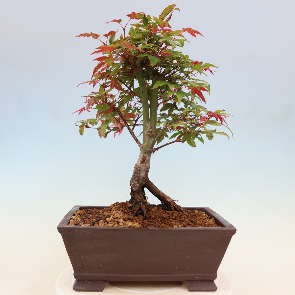 Noorse esdoorn - Acer palmatum Beni Tsukasa