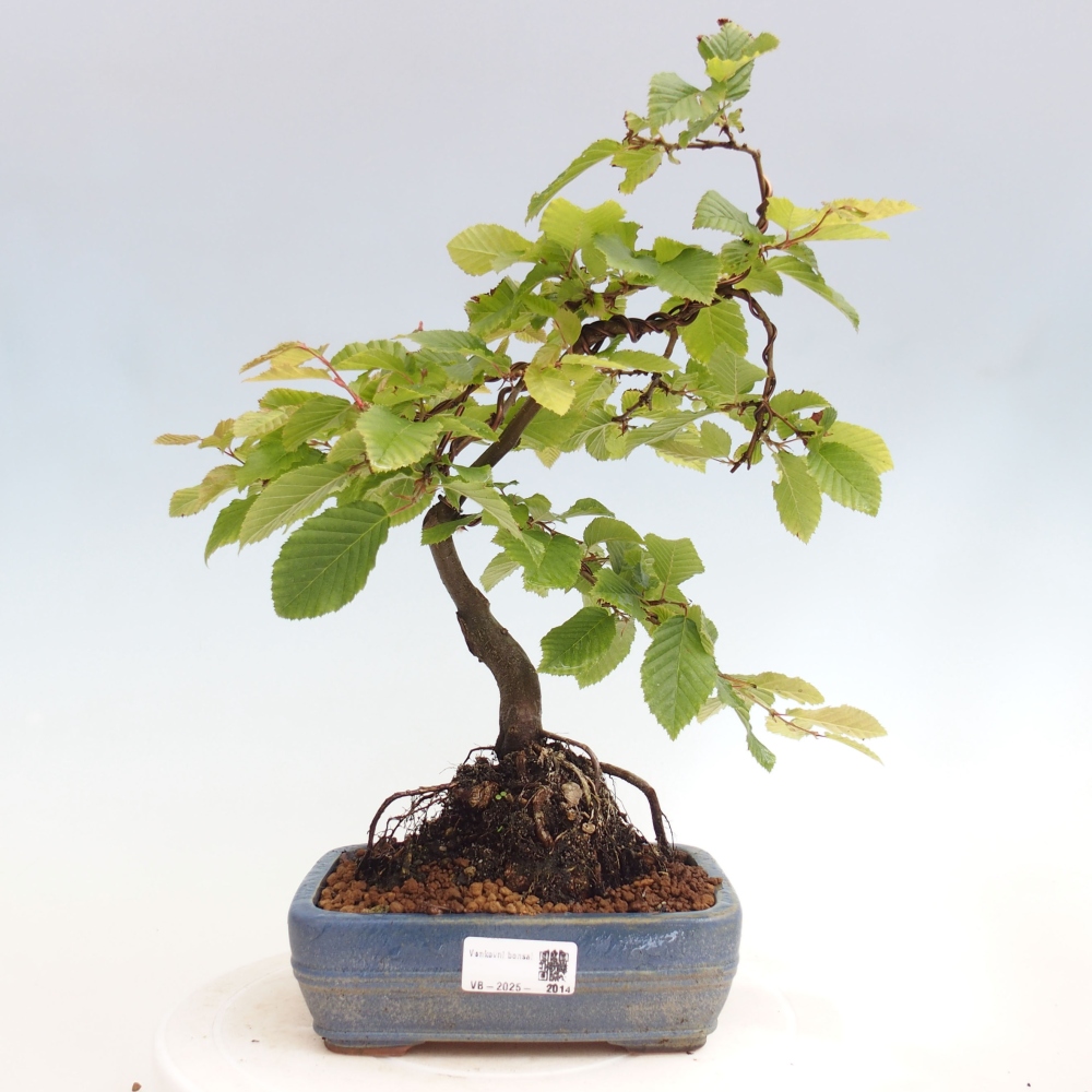 Bonsai voor buiten - Haagbeuk - Carpinus betulus