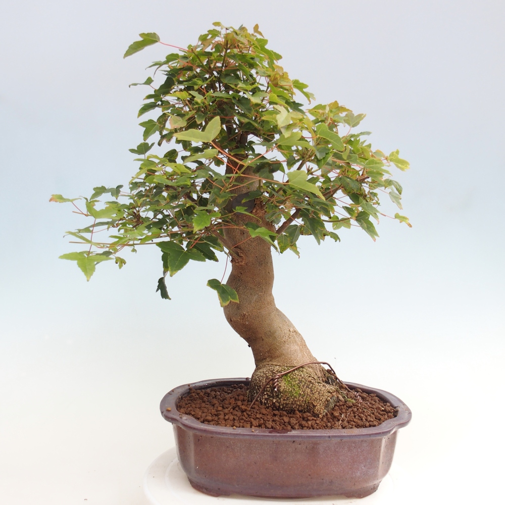 Bonsai voor buiten - Acer Buergerianum - Burgeresdoorn