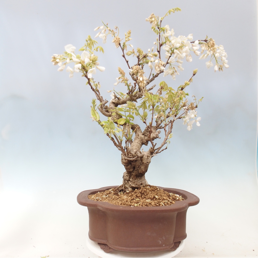 Bonsai voor buiten - Vistaria - Wisteria