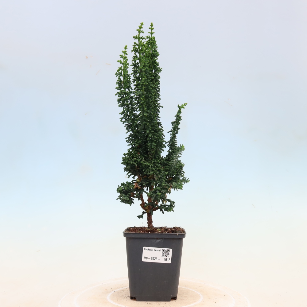 Bonsai voor buiten - Cham. obtusa SEKKA HINOKI - Cipres