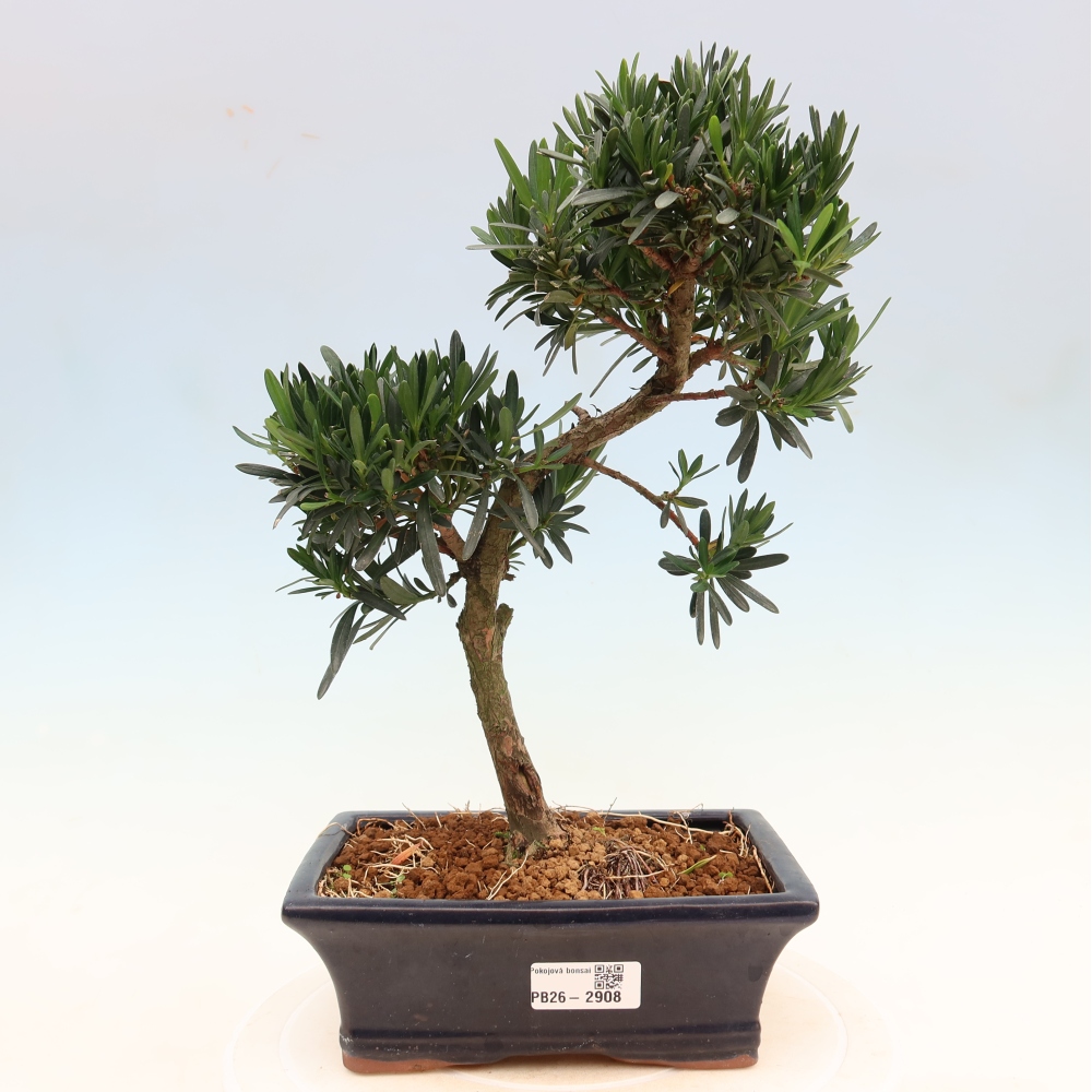 Kamerbonsai - Podocarpus - Taxus