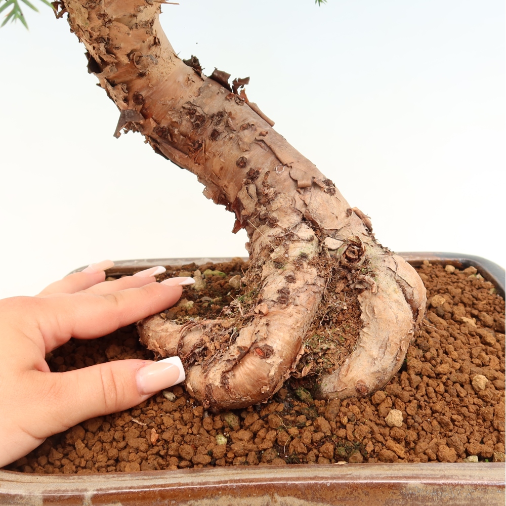 Kamerbonsai - Araucaria - kamer spar