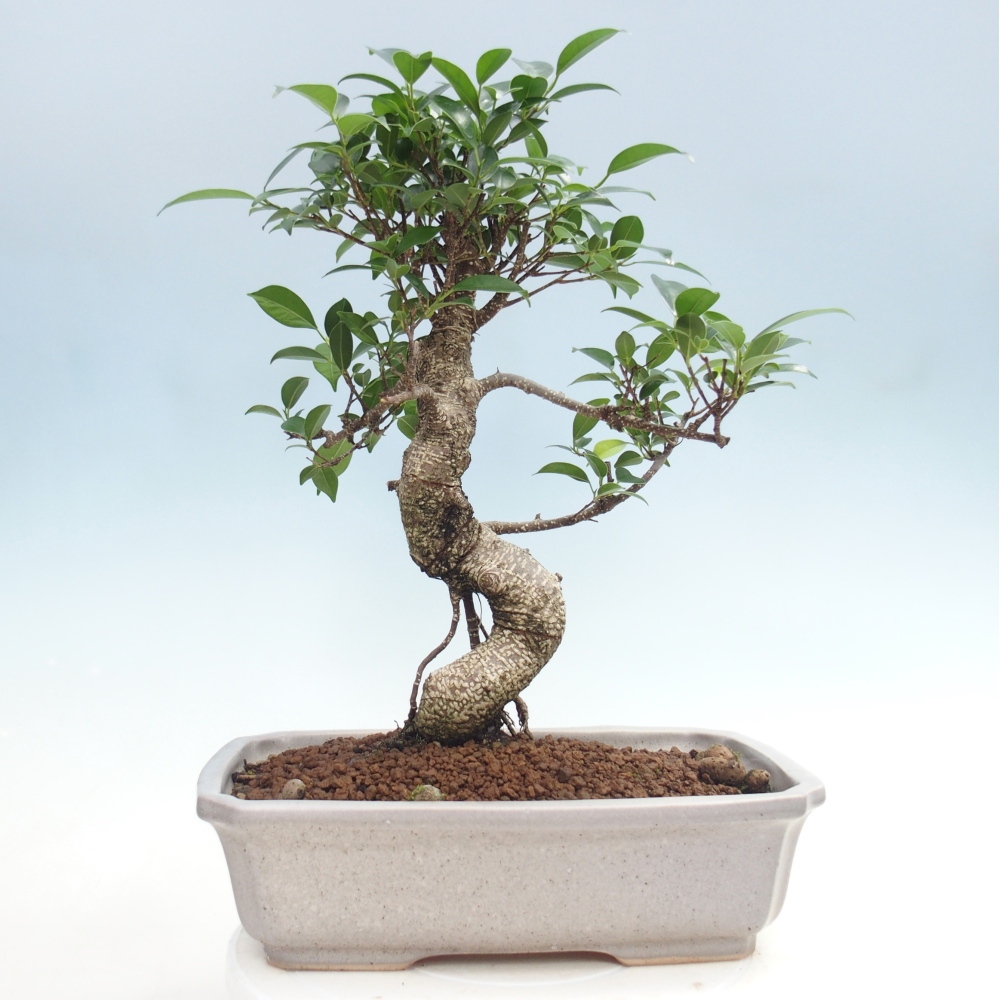 Kamerbonsai - Ficus kimmen - kleinbladige ficus