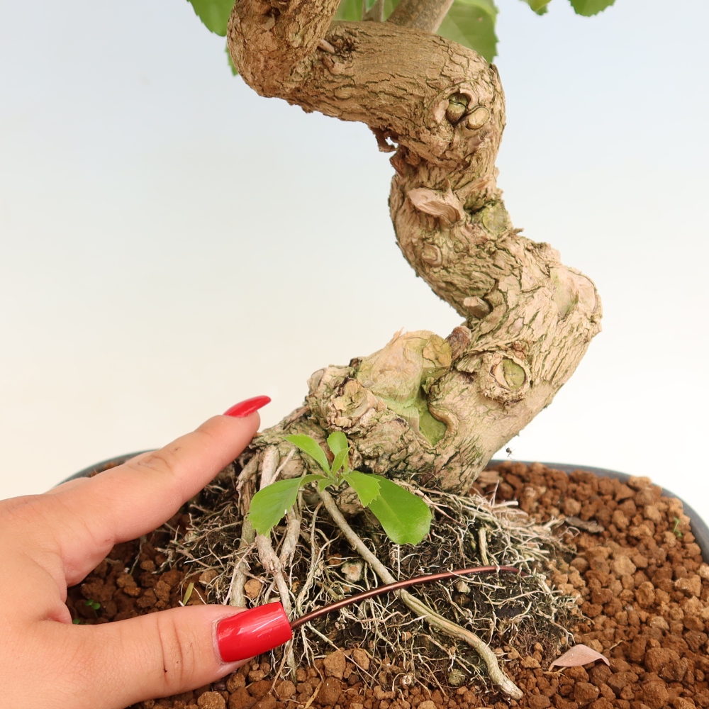 Kamerbonsai - Duranta erecta Aurea