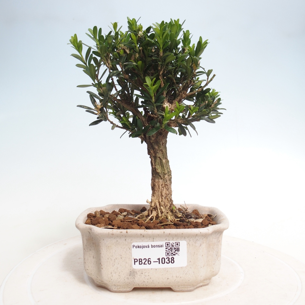 Kamerbonsai - Buxus harlandii - kurk buxus